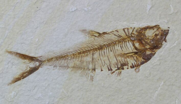 Diplomystus Fossil Fish - Wyoming #59240
